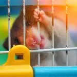 Why a hamster gnaws a cage, what to do, how to wean