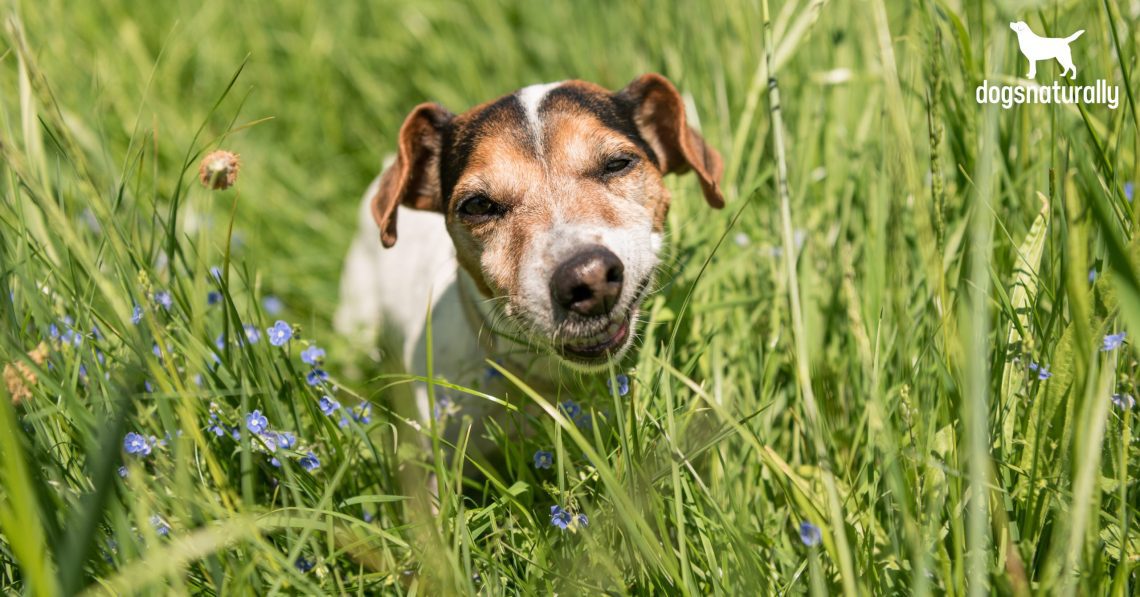 Why and why a dog eats grass: causes, consequences, is it worth fighting it