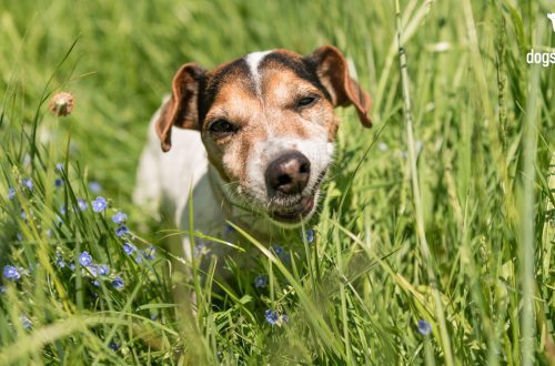 Why and why a dog eats grass: causes, consequences, is it worth fighting it