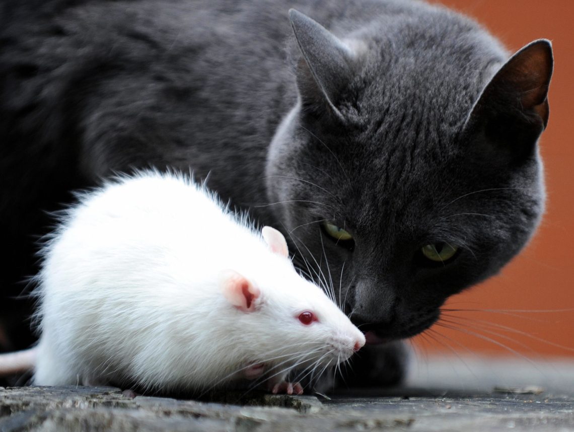 Why are cats bad at catching rats?