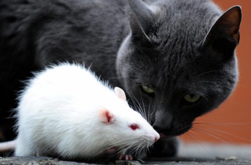 Zašto mačke loše hvataju pacove?