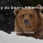 Why bears hibernate: let’s talk about the reason