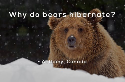 Miks karud talveunevad: räägime põhjusest