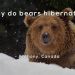 Why bears live in the forest: why is it attractive to them