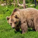Why bears live in the forest: why is it attractive to them
