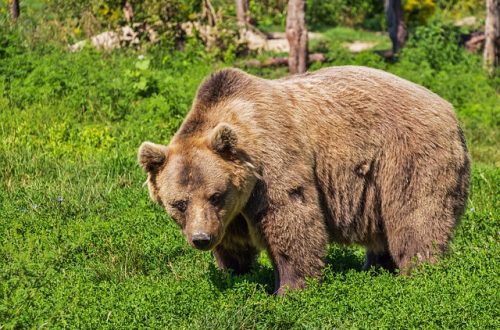 Why bears live in the forest: why is it attractive to them