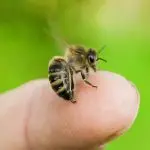 Why bees bite: what prompts them to do so
