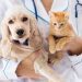 How to recognize and treat mastitis in a cat | Hill&#8217;s
