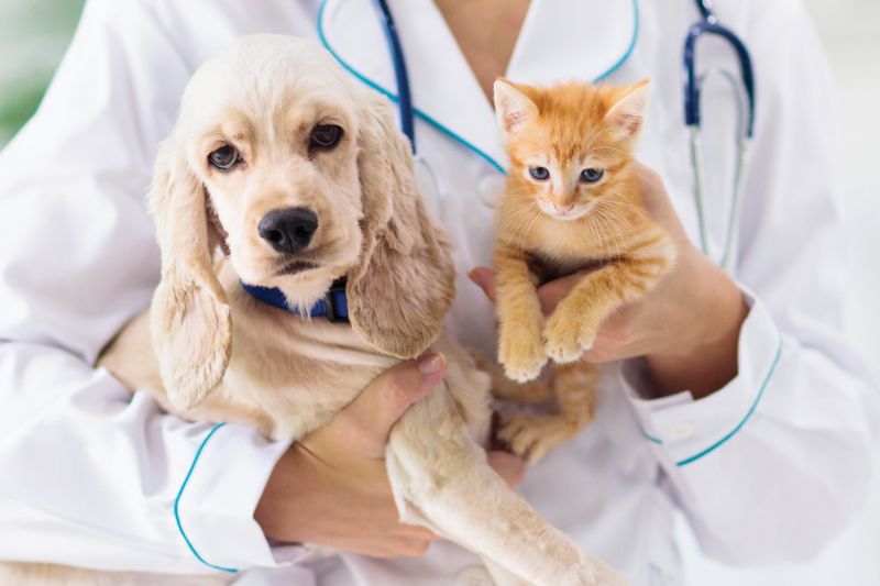 Why castrate a cat and how sterilization affects health