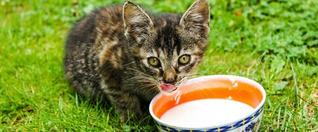 Miks kassid ei saa piima: me mõistame põhjuseid