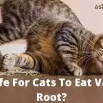 Why cats love valerian: how it affects the nervous system and the dangers of its use