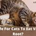How to remove a tick from a cat or a cat: features of parasites, methods of removal, methods of protection and useful tips