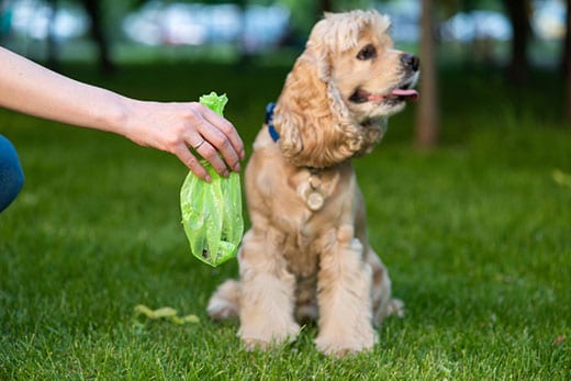 Why clean up after your dog outside?