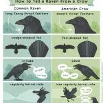 Why crows croak: natural causes and signs