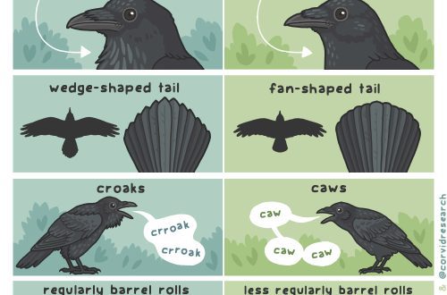 Why crows croak: natural causes and signs