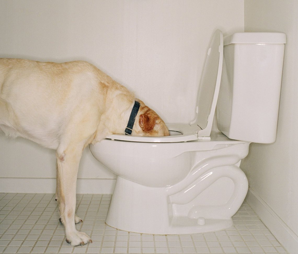 Why did the dog stop going to the toilet
