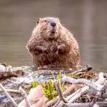 Why do beavers build dams? Causes, construction techniques and interesting facts