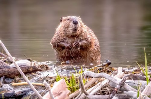Why do beavers build dams? Causes, construction techniques and interesting facts
