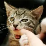 Why do cats bite and how to wean a cat from biting