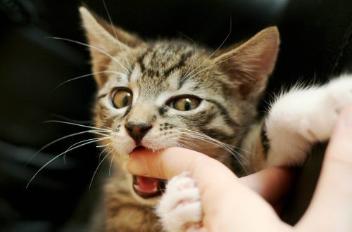 Why do cats bite and how to wean a cat from biting
