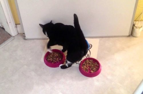 Zašto mačke zakopavaju svoju činiju za hranu