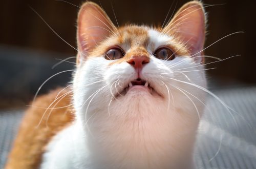 Why do cats chirp and what do they mean by that?