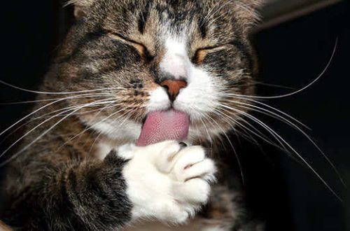 Why do cats constantly lick their paws?