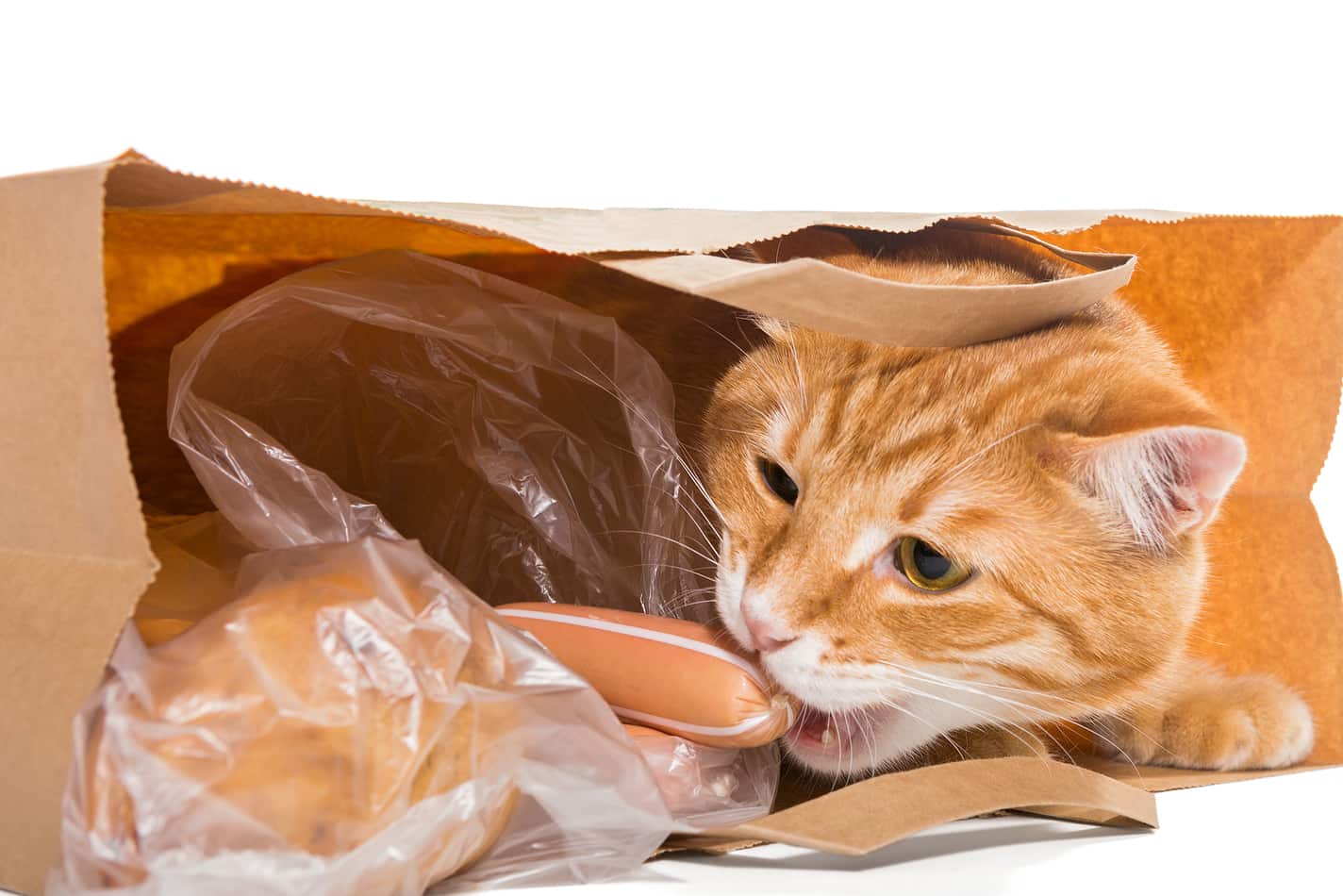 Why do cats eat bags and plastic?