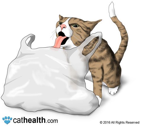 Why do cats eat bags and plastic?