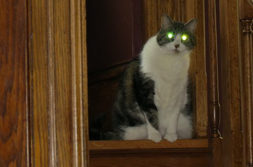 Why do cats eyes glow?