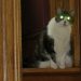 Bursts of activity: why cats rush around the house and when to go to a specialist