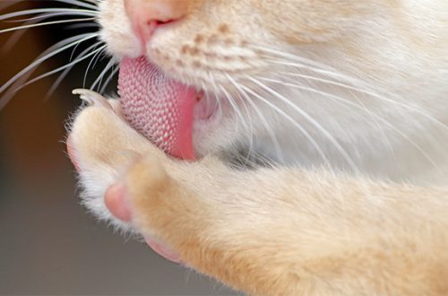 Why do cats have a rough tongue