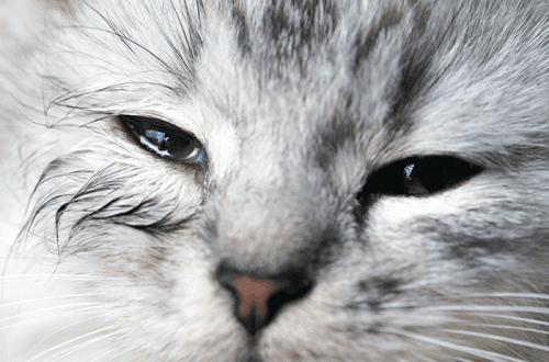Why do cats have watery eyes?