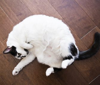 Why do cats kick with their hind legs?
