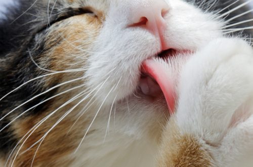 Why do cats lick themselves?