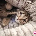 Why do cats like to sleep in certain places?