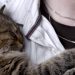 A cat meets a person after work: how pets greet