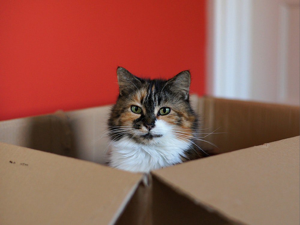 Why do cats love boxes and bags?