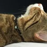 Why do cats purr – All about our pets