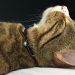 Why a cat licks a person: common reasons