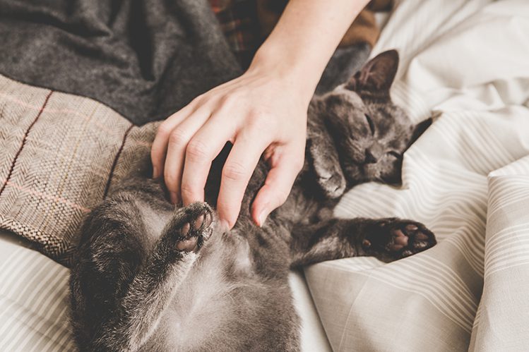 Why do cats purr and what does it mean?