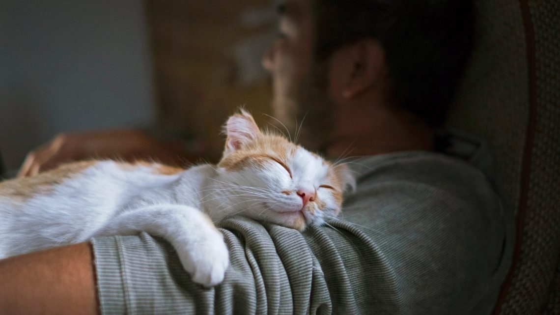 Miks kassid magavad inimeste peal: me mõistame põhjuseid