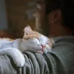 Why do cats sleep on humans: we understand the reasons