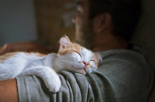 Why do cats sleep on humans: we understand the reasons