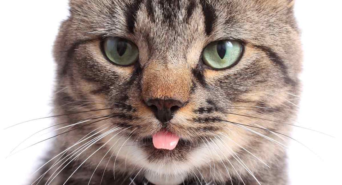 Why do cats stick out the tip of their tongue?