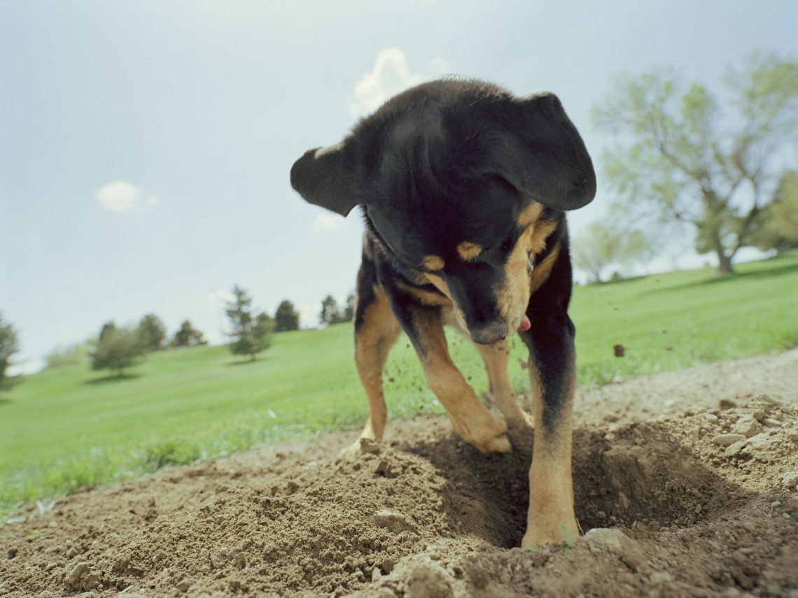 Why do dogs bury bones, food, toys and other things