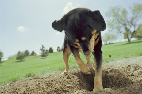 Zašto psi zakapaju kosti, hranu, igračke i druge stvari