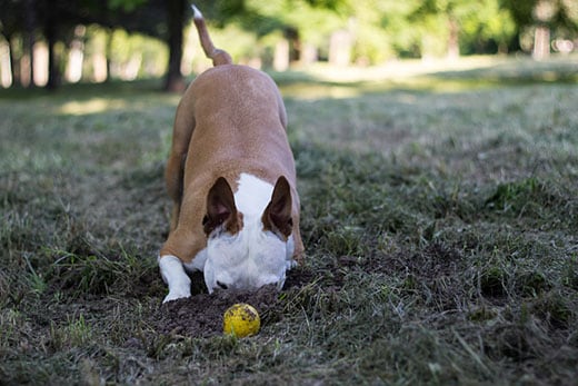 Why do dogs bury bones, food, toys and other things
