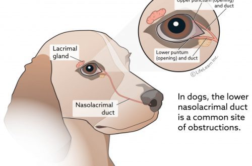 Why do dogs have watery eyes?