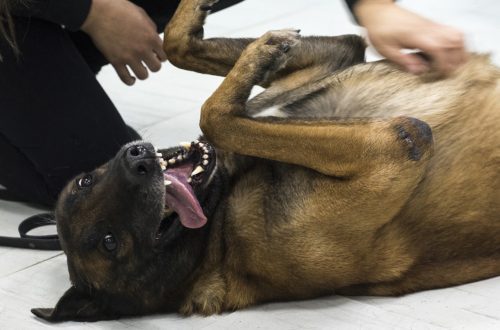 Why do dogs like having their tummy rubbed?